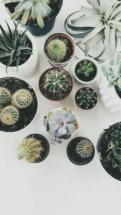 there are many different types of plants in the pots on the table together, including cacti and succulents