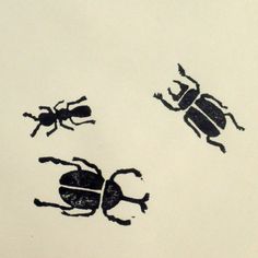 two bugs and one beetle are drawn on paper