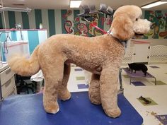 a poodle standing on top of a blue mat