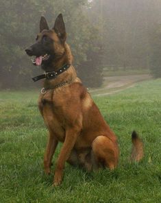 a large brown dog sitting on top of a lush green grass covered field with trees in the background