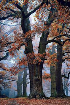 trees with leaves on the ground and fog in the sky behind them, surrounded by autumn foliage