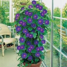 a potted plant with purple flowers in it