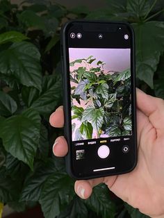 someone is holding up their cell phone to take a selfie with the plant in the background