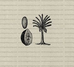 a stamp with an image of a palm tree and a coconut on it's side