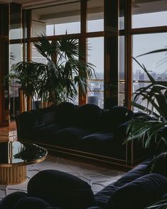 a living room filled with furniture and lots of windows next to a tall plant in the corner