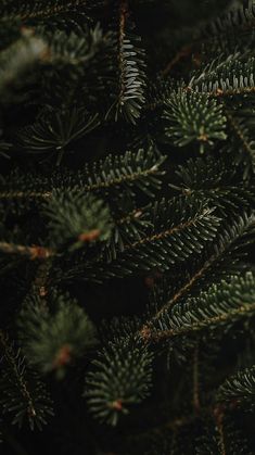 closeup of pine needles on a tree