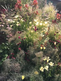 the garden is full of flowers and grasses