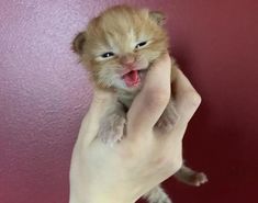 a person holding a small kitten up to the camera with its mouth open and tongue out