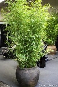 two potted plants sitting on top of a table