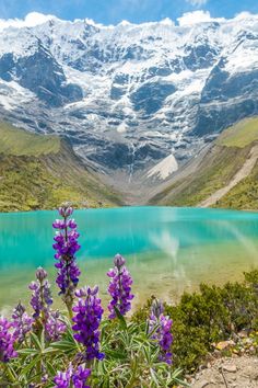 purple flowers are blooming in front of a mountain lake with snow on the top