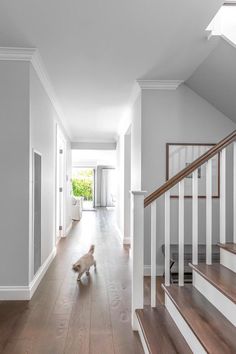 a dog running down the middle of a wooden floored hallway with white walls and stairs