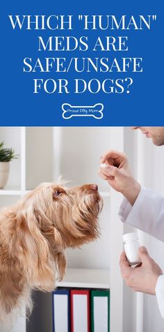 a dog getting his nose brushed by a veterinator with the caption which human meds are safe / unsafe for dogs?