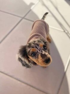 a small brown and black dog standing on top of a tile floor next to a white wall