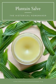 Bug Bite Salve Recipe, Herbs For Bug Bites, Plantain Salve Recipe, Bug Bite Salve, Plantain Plant, Plantain Salve, Plantain Herb, Medicinal Herbs Remedies, Bug Bites Remedies