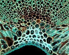 the inside of an animal's cell is shown in blue and green colors with black spots