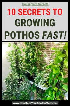 growing pothos Large Pothos Plant, Fast Growing Indoor Plants, Fast Growing Houseplants, Growing Pothos, Pothos Vine, Pothos Plants, Low Light House Plants, Houseplants Low Light, How To Get Bigger