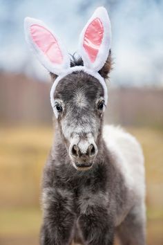 a small donkey wearing bunny ears on its head