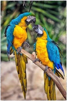 two colorful parrots sitting on top of a tree branch