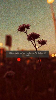 flowers in the foreground with an overcast sky behind them and a quote written on it