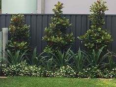 some very pretty plants in front of a fence