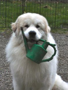 a large white dog with a green watering can in its mouth and it's tongue out