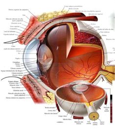 the anatomy of the eye and its major structures, including the occipitis