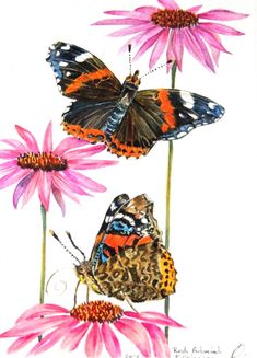 two butterflies sitting on top of pink flowers