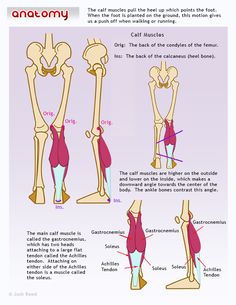 an image of the muscles and their functions in human body diagram with text describing how they are