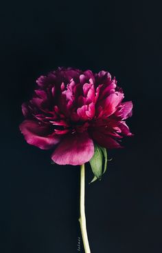 a large purple flower on a black background