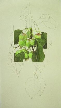 a drawing of green fruit hanging from a tree