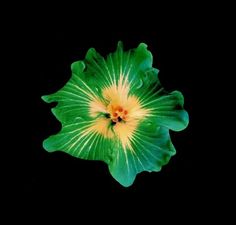 a green and yellow flower on a black background