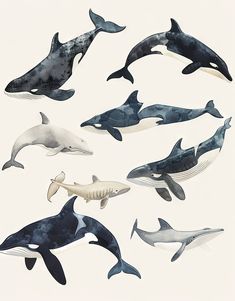 several different types of whales swimming in the ocean with their tails curled up and mouths open