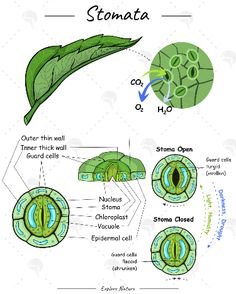 Illustration that showing about #stomata . #leaf #science #education #plant Photosynthesis Mind Map, Leaf Science, Science Diagram, Plant Anatomy, Earth Science Lessons