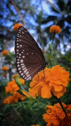 a butterfly sitting on top of an orange flower