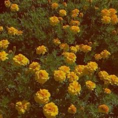 yellow flowers are blooming in the garden