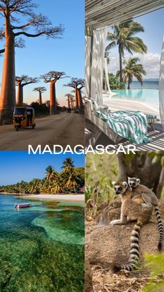 there are four different pictures with the words madagascar on them and an image of palm trees