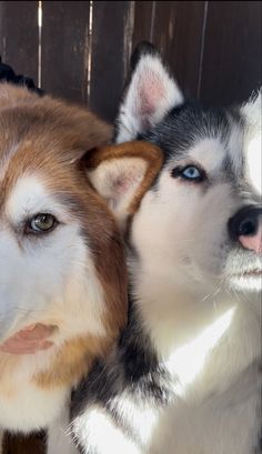 two husky dogs sitting next to each other