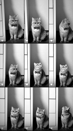 many different pictures of a cat sitting in front of a mirror with its eyes closed