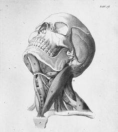 a drawing of a human head and neck with the muscles visible in it's left side