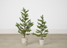 two small pine trees in white pots on a wooden floor, one is green and the other is brown