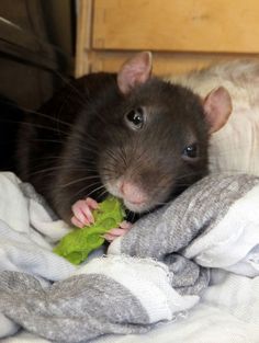 a rat eating lettuce on top of a bed next to another rat with it's head sticking out