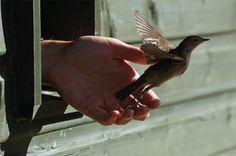 a black and white photo of a person holding a bird in their hand with the other hand