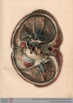 an old medical illustration shows the heart and lungs