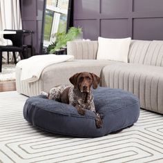 a dog is sitting on his bed in the middle of a room with purple walls