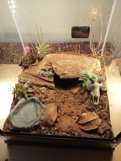 a display case with plants and rocks in it