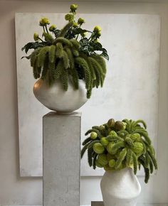 two white vases with green plants in them