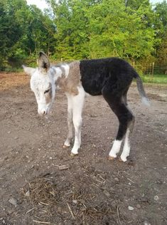 a small black and white horse standing on top of a dirt field with trees in the background