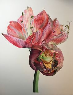 a painting of a pink flower on a white background with green stems and buds in the center