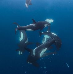 three orca whales swimming in the ocean together with their mother and baby under water