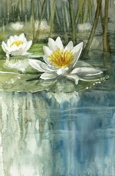 two white water lilies floating on top of a pond